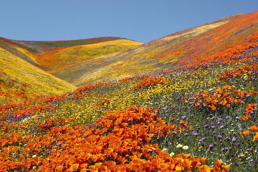 valley of flower